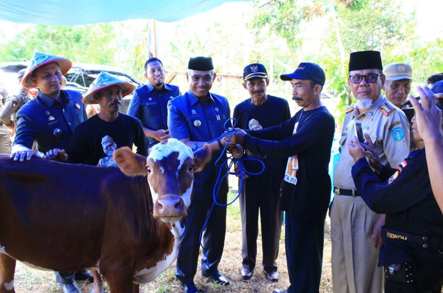 25 Kelompok Tani/Ternak di Luwu Timur Terima 500 Ekor Sapi
