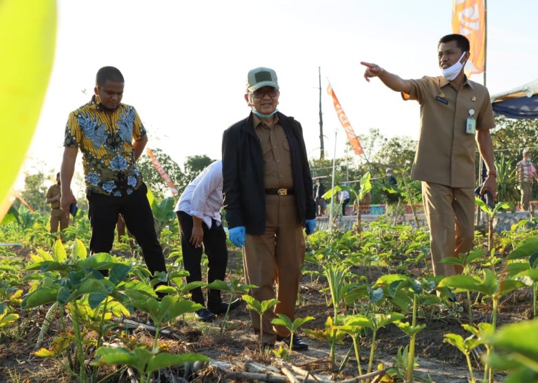 Walikota Panen Porang